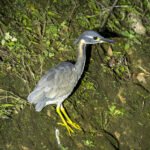 White-eared Night Heron (image by Mark Beaman)