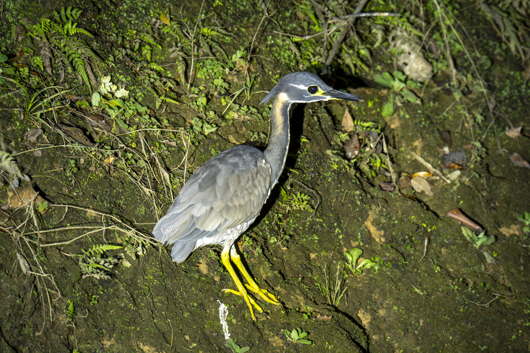 White-eared Night Heron (image by Mark Beaman)
