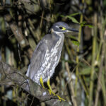 White-eared Night Heron (image by Mark Beaman)