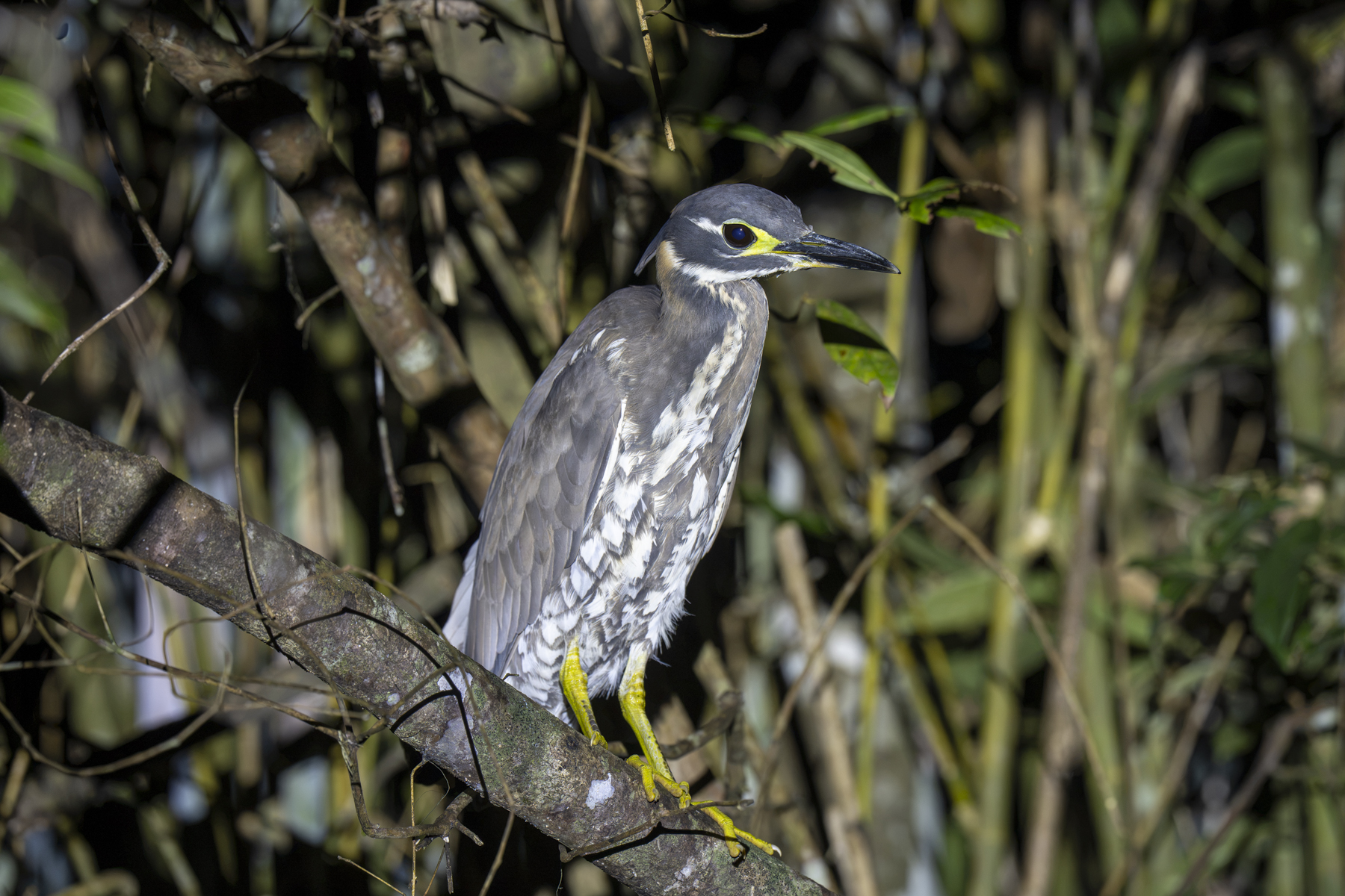 White-eared Night Heron (image by Mark Beaman)