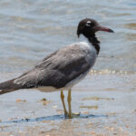 White-eyed Gull (image by Mark Van Beirs)