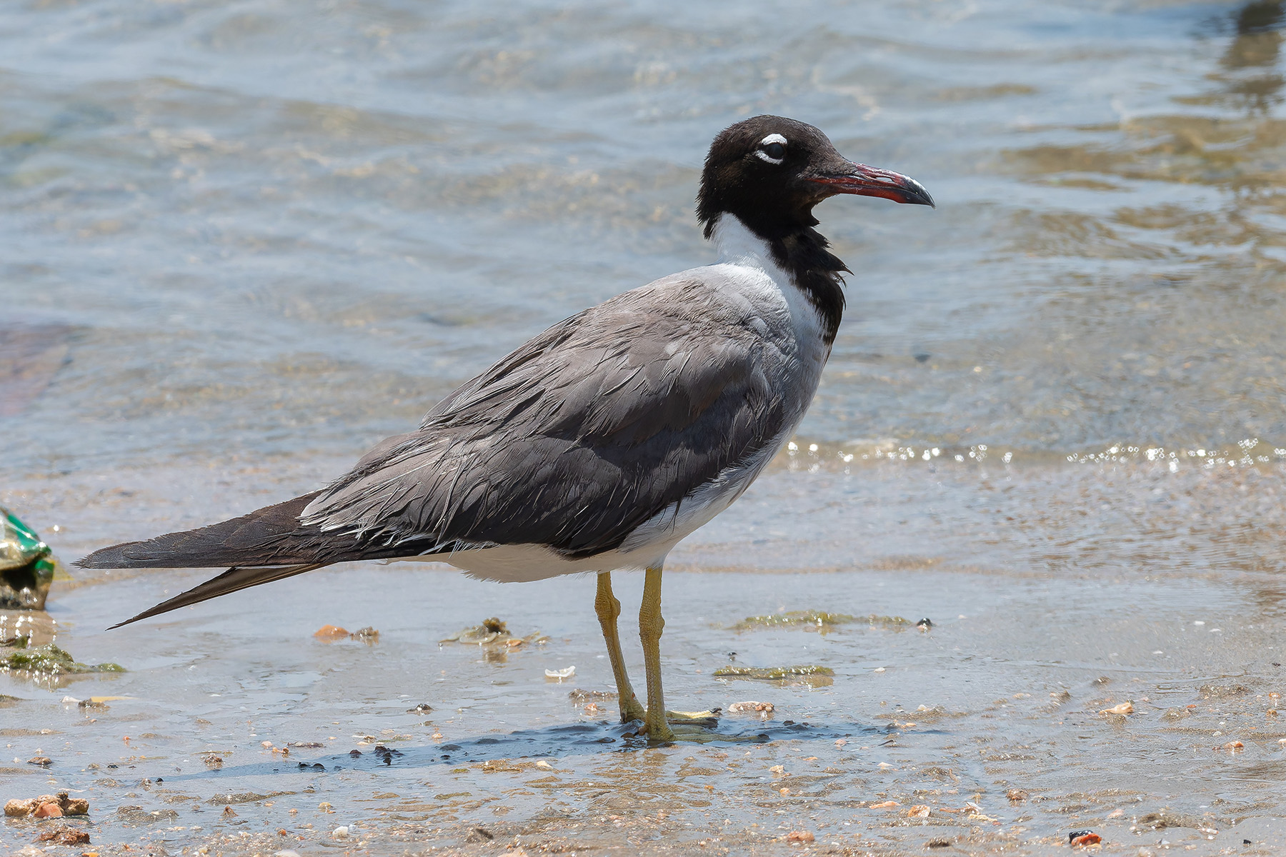White-eyed Gull (image by Mark Van Beirs)