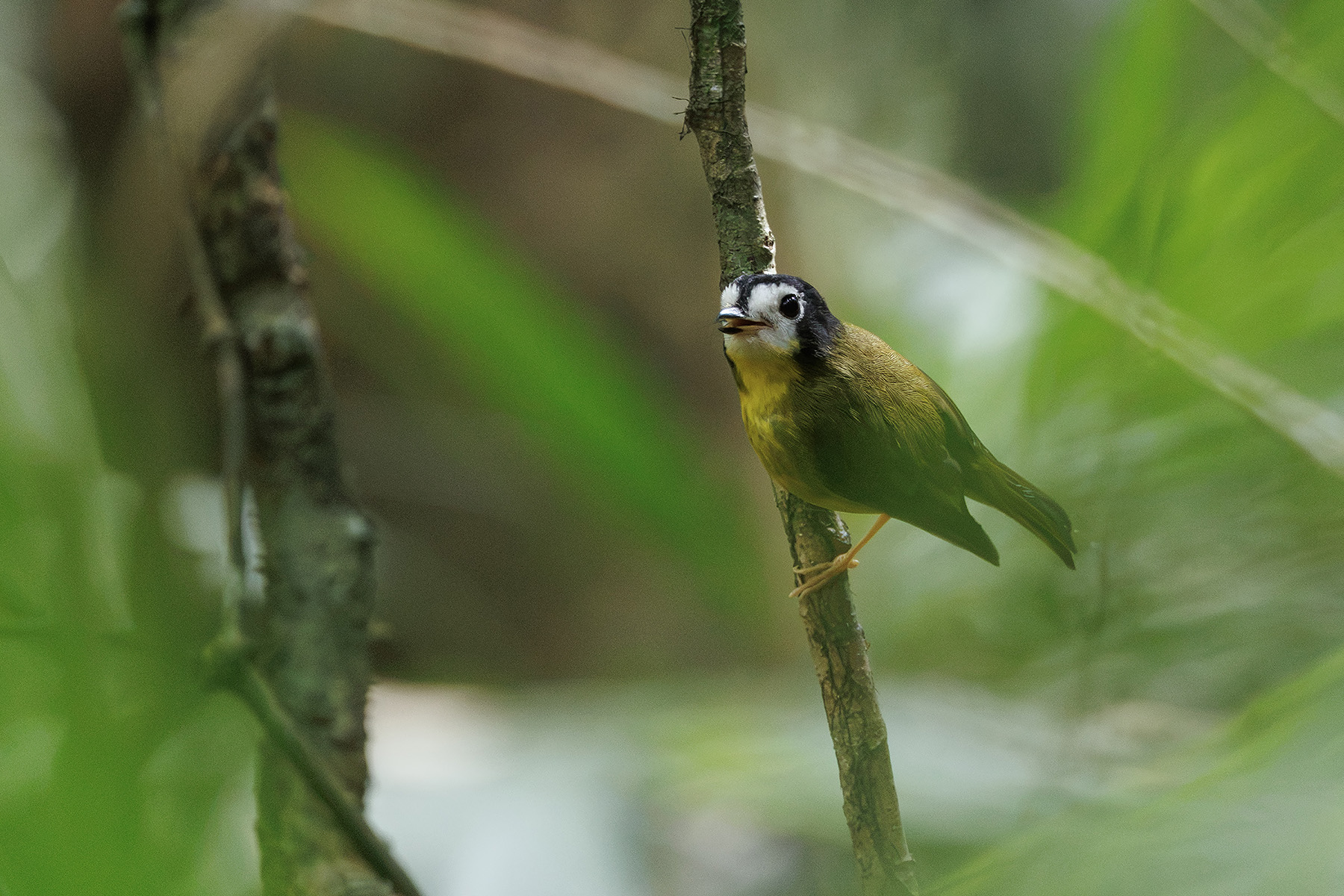 White-faced Robin (image by Dáni Balla)