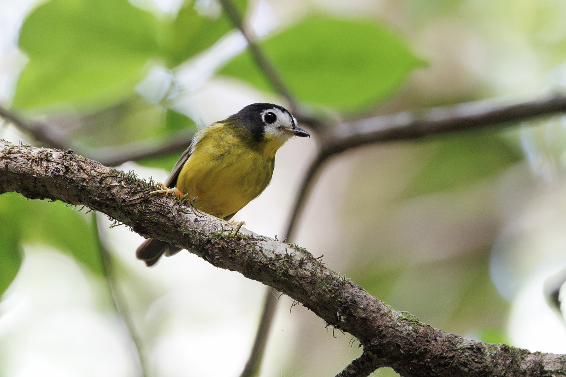 White-faced Robin (image by Dáni Balla)