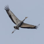 White-naped Crane immature (image by Mark Beaman)