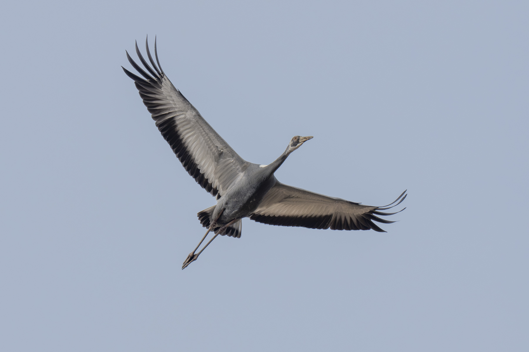 White-naped Crane immature (image by Mark Beaman)