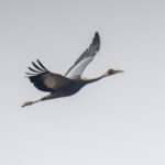 White-naped Crane (image by Mark Beaman)
