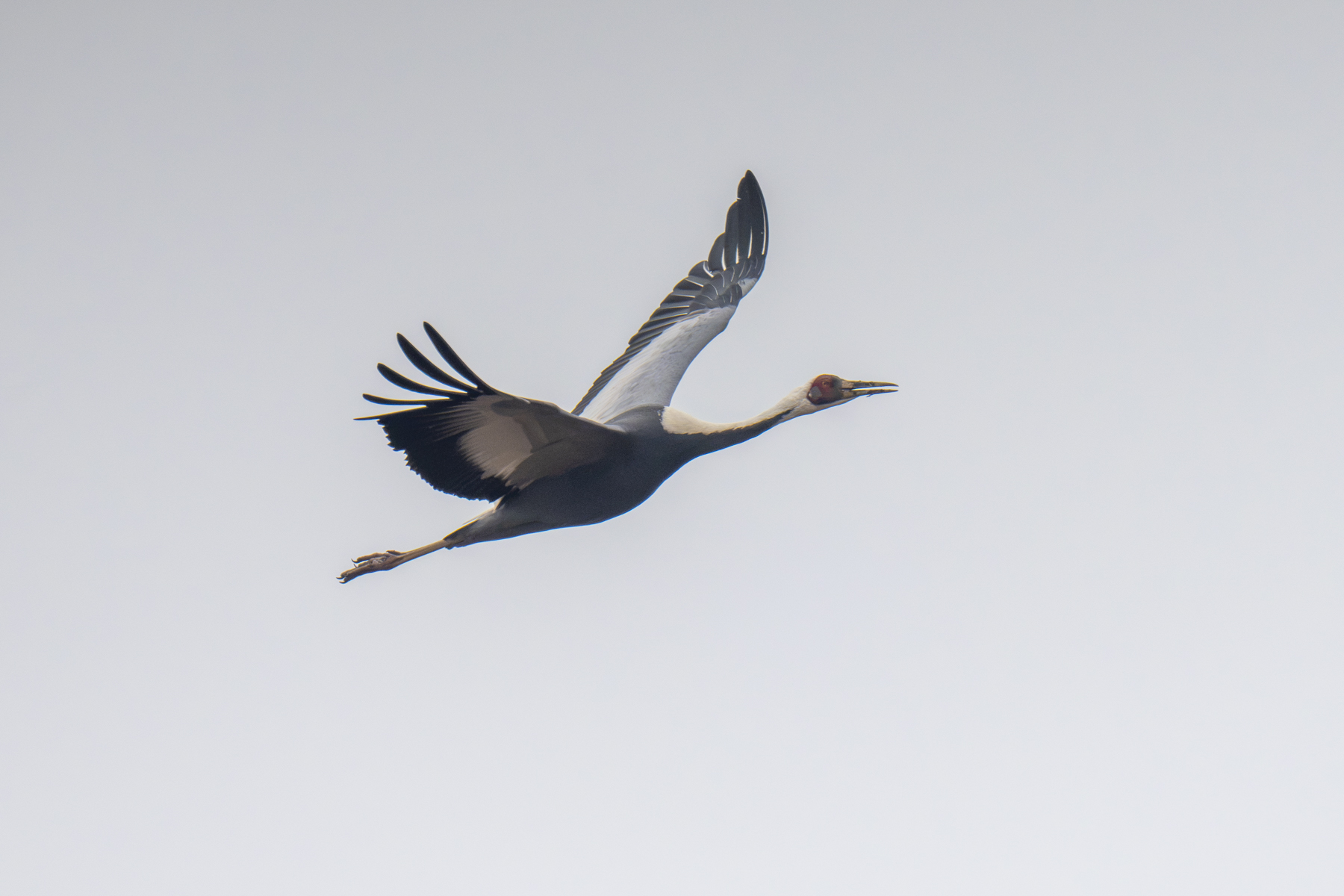 White-naped Crane (image by Mark Beaman)