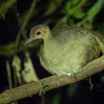 White-throated Tinamou (image by Mark Van Beirs)