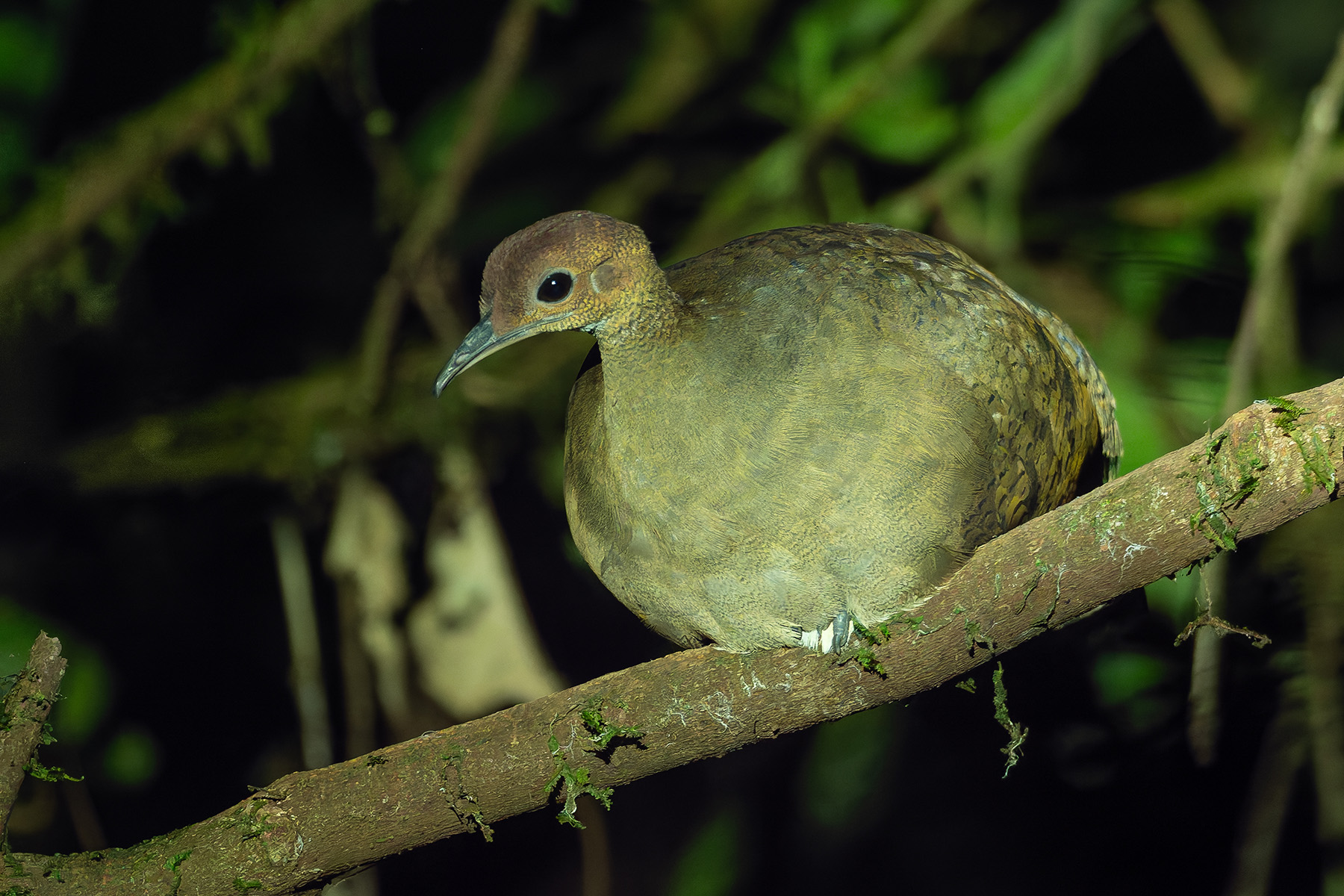 White-throated Tinamou (image by Mark Van Beirs)