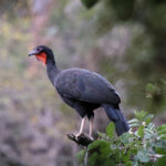White-winged Guan (image by Leo Garrigues)