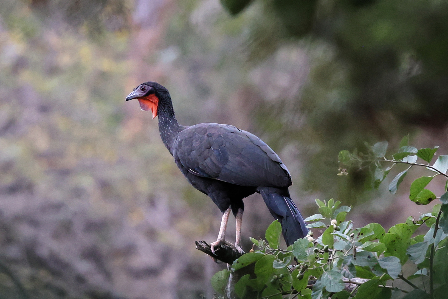 White-winged Guan (image by Leo Garrigues)