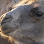 Wild Camel (image by Mark Beaman)