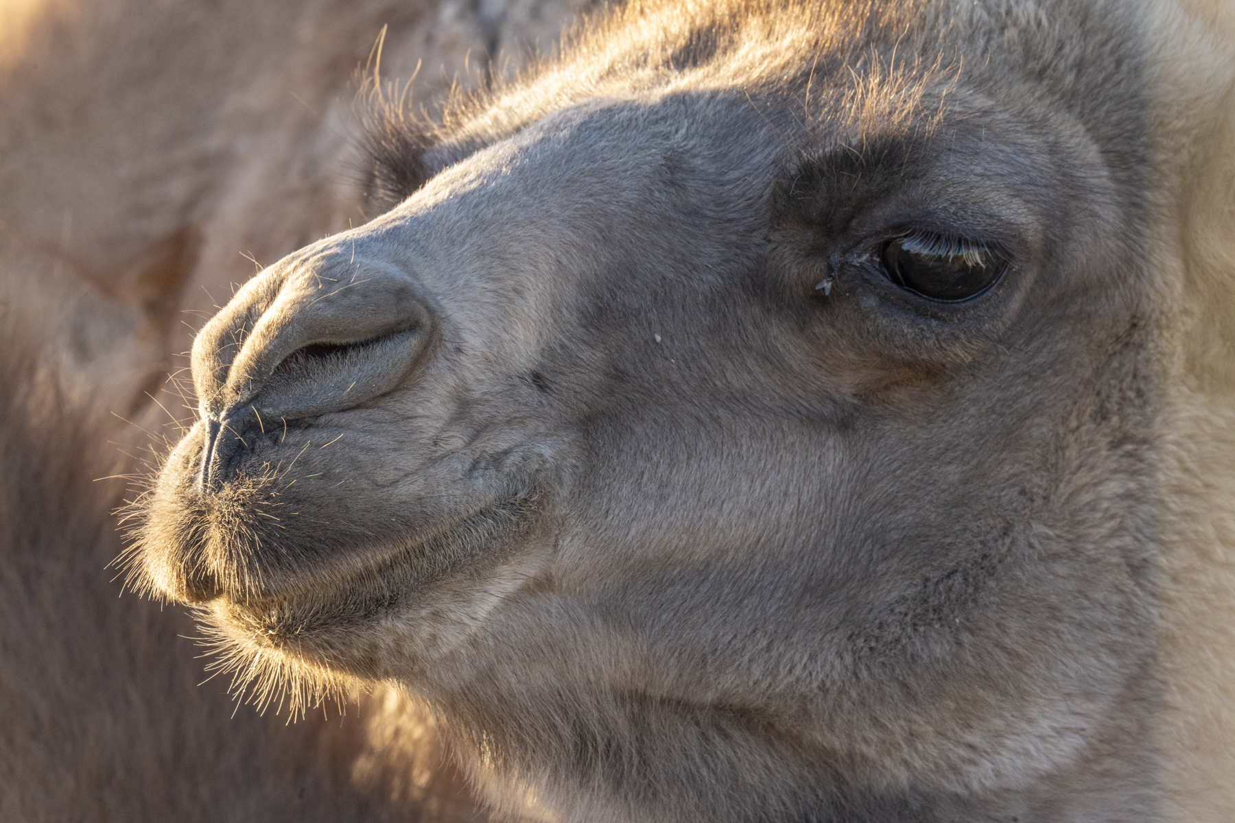Wild Camel (image by Mark Beaman)