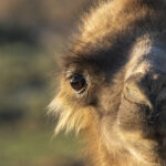 Wild Camel (image by Mark Beaman)