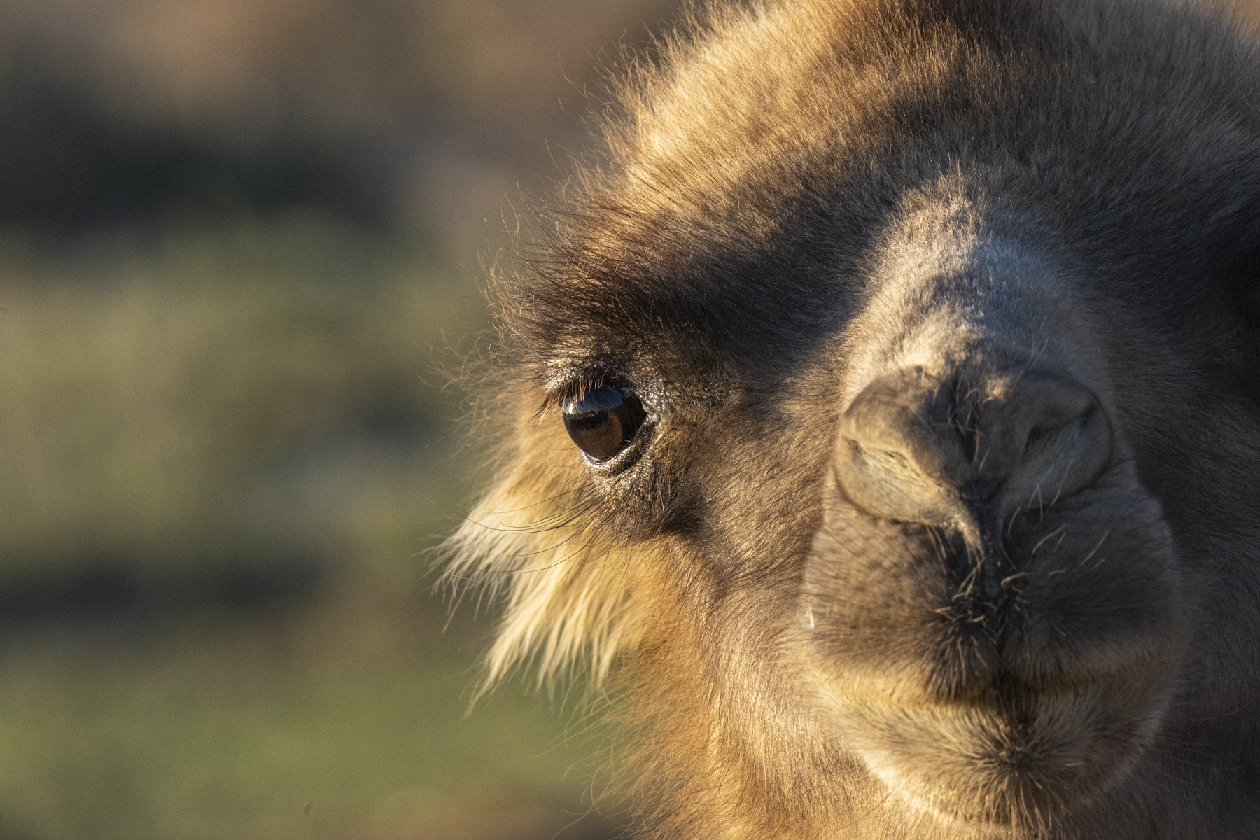Wild Camel (image by Mark Beaman)
