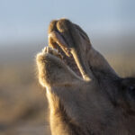 Wild Camel (image by Mark Beaman)