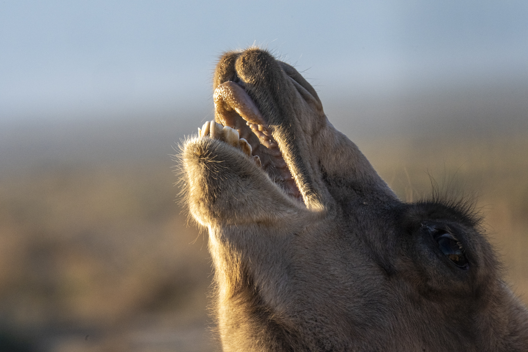 Wild Camel (image by Mark Beaman)