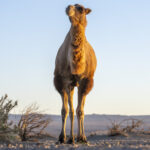 Wild Camel (image by Mark Beaman)