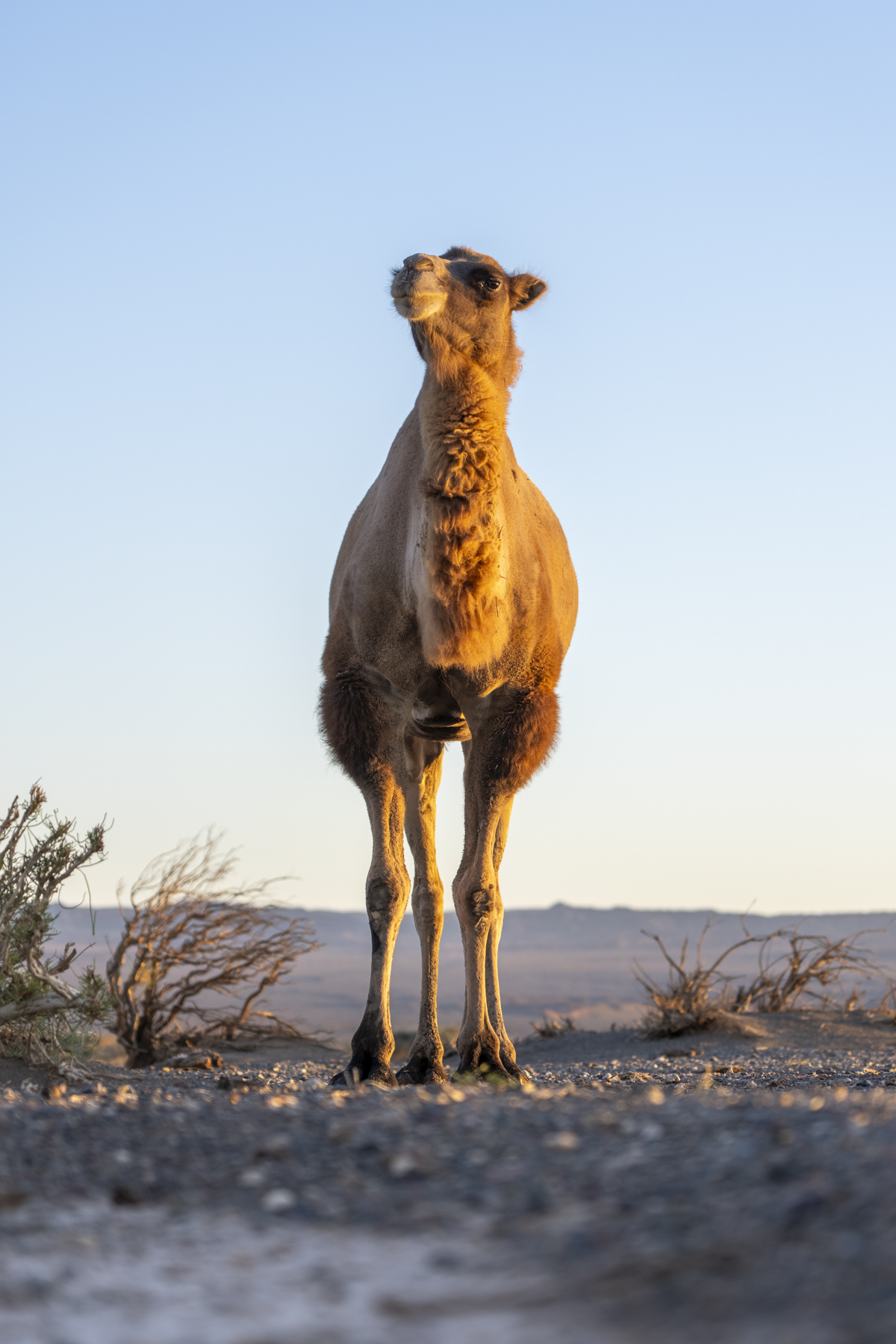 Wild Camel (image by Mark Beaman)