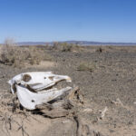 Wild Camel skull (image by Mark Beaman)