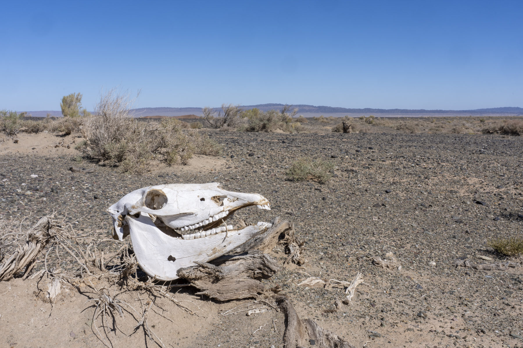 Wild Camel skull (image by Mark Beaman)