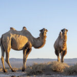 Wild Camels (image by Mark Beaman)