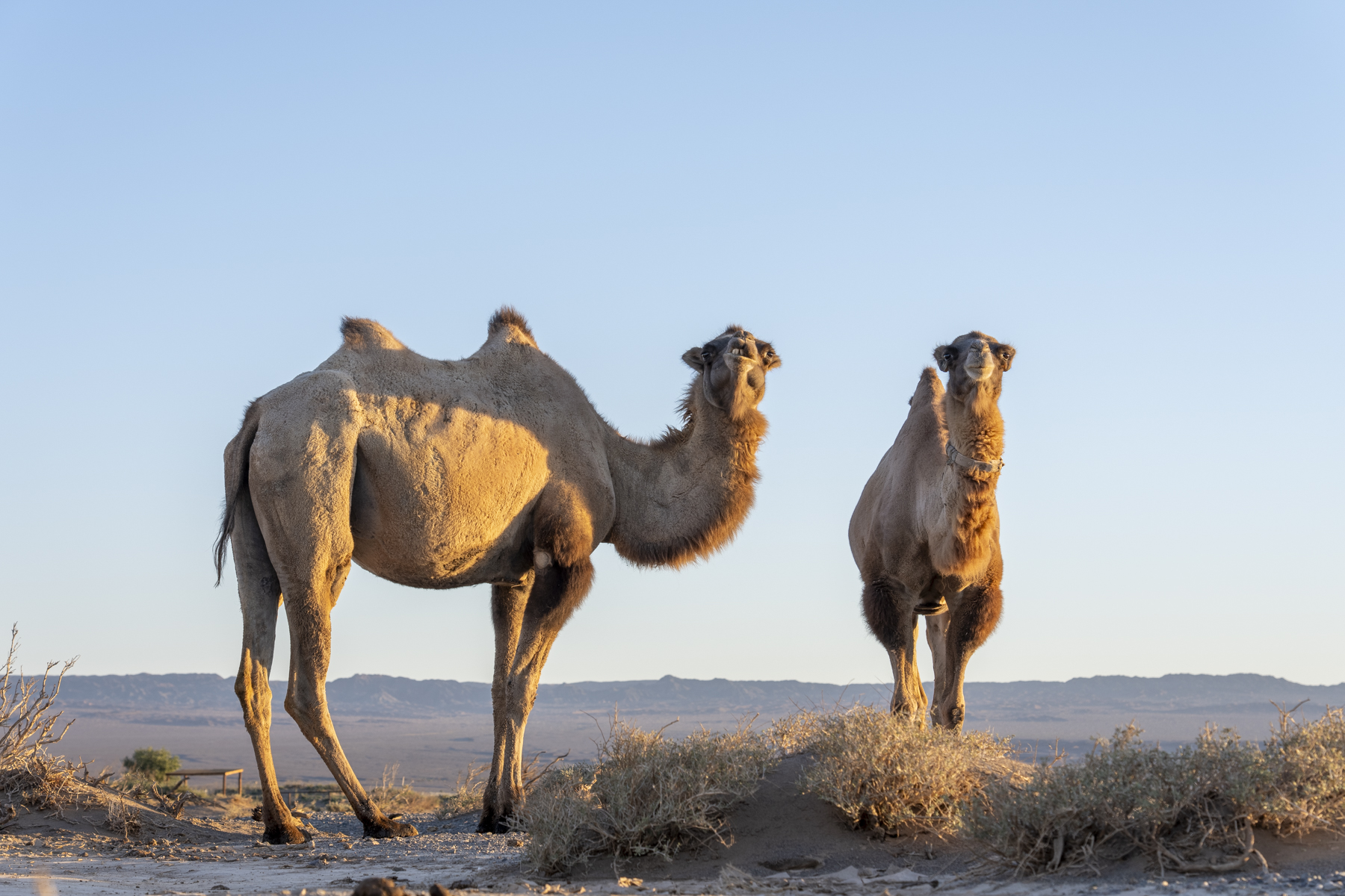 Wild Camels (image by Mark Beaman)