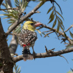 Yellow-breasted Barbet (image by Mark Van Beirs)