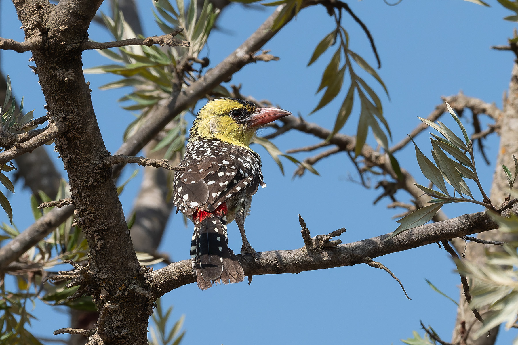 Yellow-breasted Barbet (image by Mark Van Beirs)