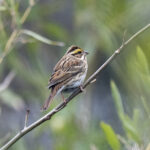Yellow-browed Bunting (image by Mark Beaman)