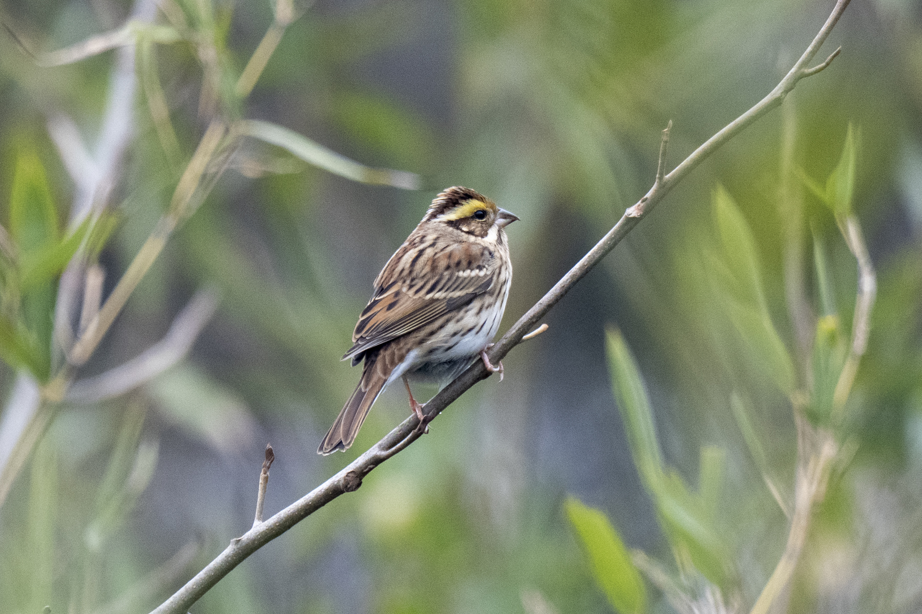 Yellow-browed Bunting (image by Mark Beaman)
