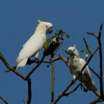 Yellow-crested Cockatoos (image by Craig Robson)