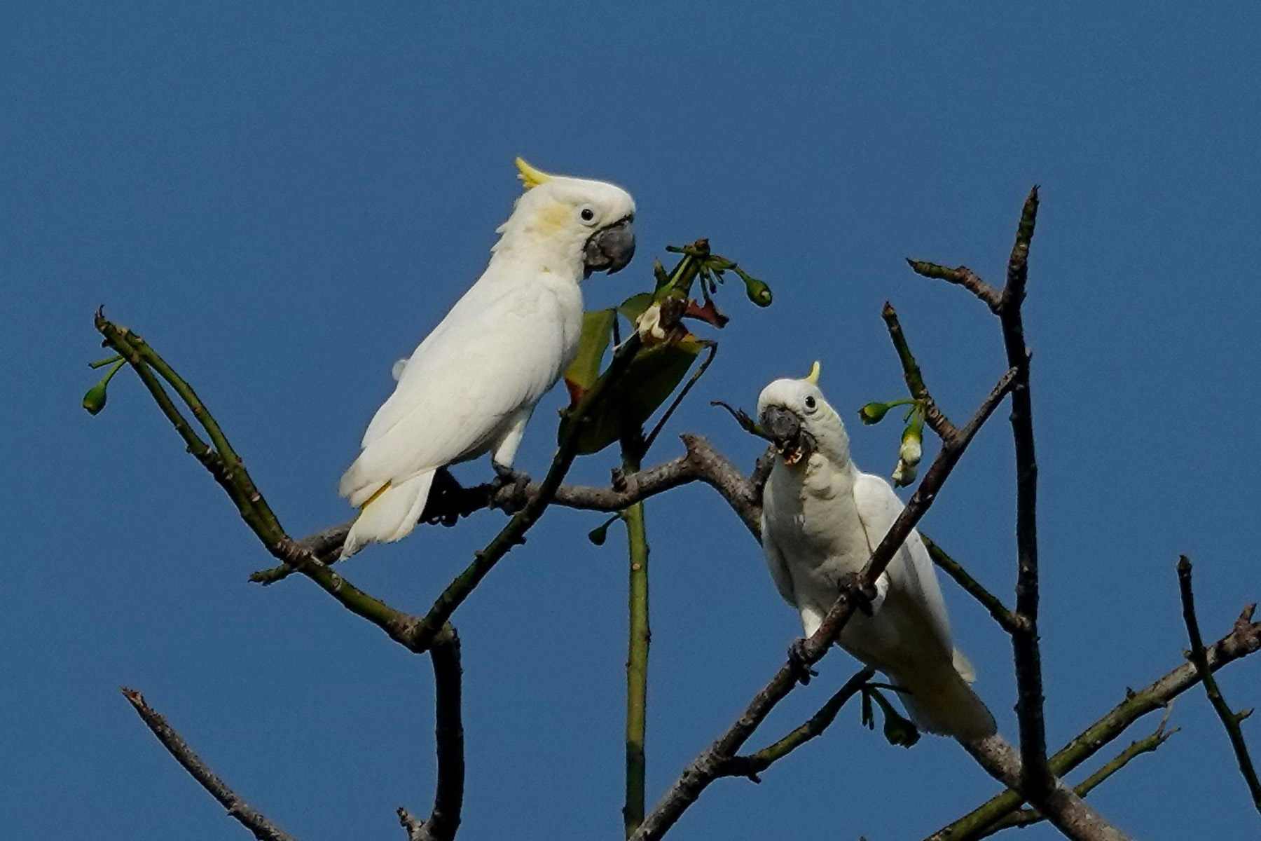 Yellow-crested Cockatoos (image by Craig Robson)