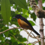 Yellow-crested Tanager (image by Leo Garrigues)