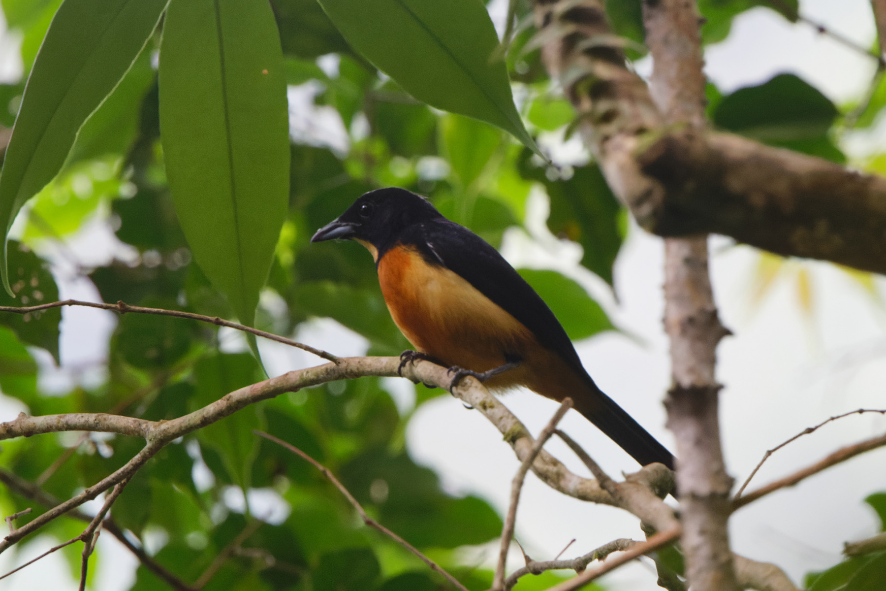 Yellow-crested Tanager (image by Leo Garrigues)