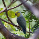 Yellow-faced Parrotlet (image by Leo Garrigues)