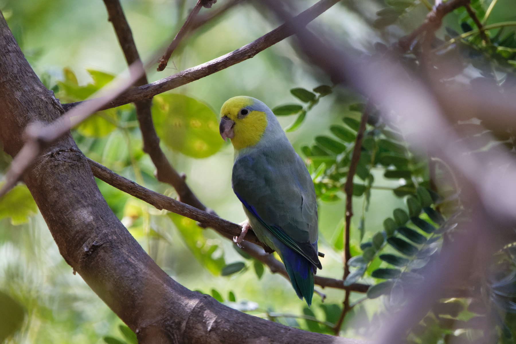 Yellow-faced Parrotlet (image by Leo Garrigues)