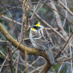 Yellow-throated Bunting (image by Mark Beaman)