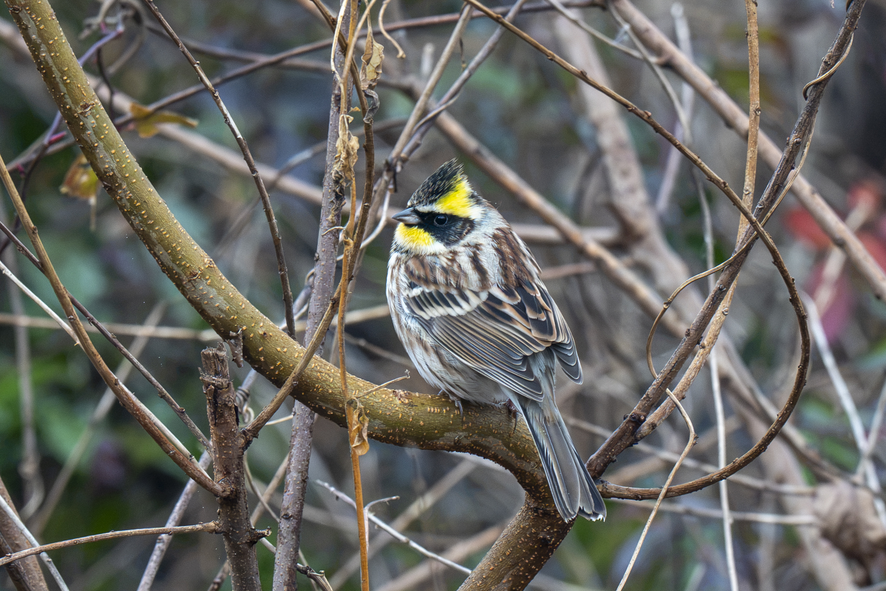 Yellow-throated Bunting (image by Mark Beaman)