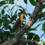 Yellow-throated Woodpecker (image by Mark Van Beirs)