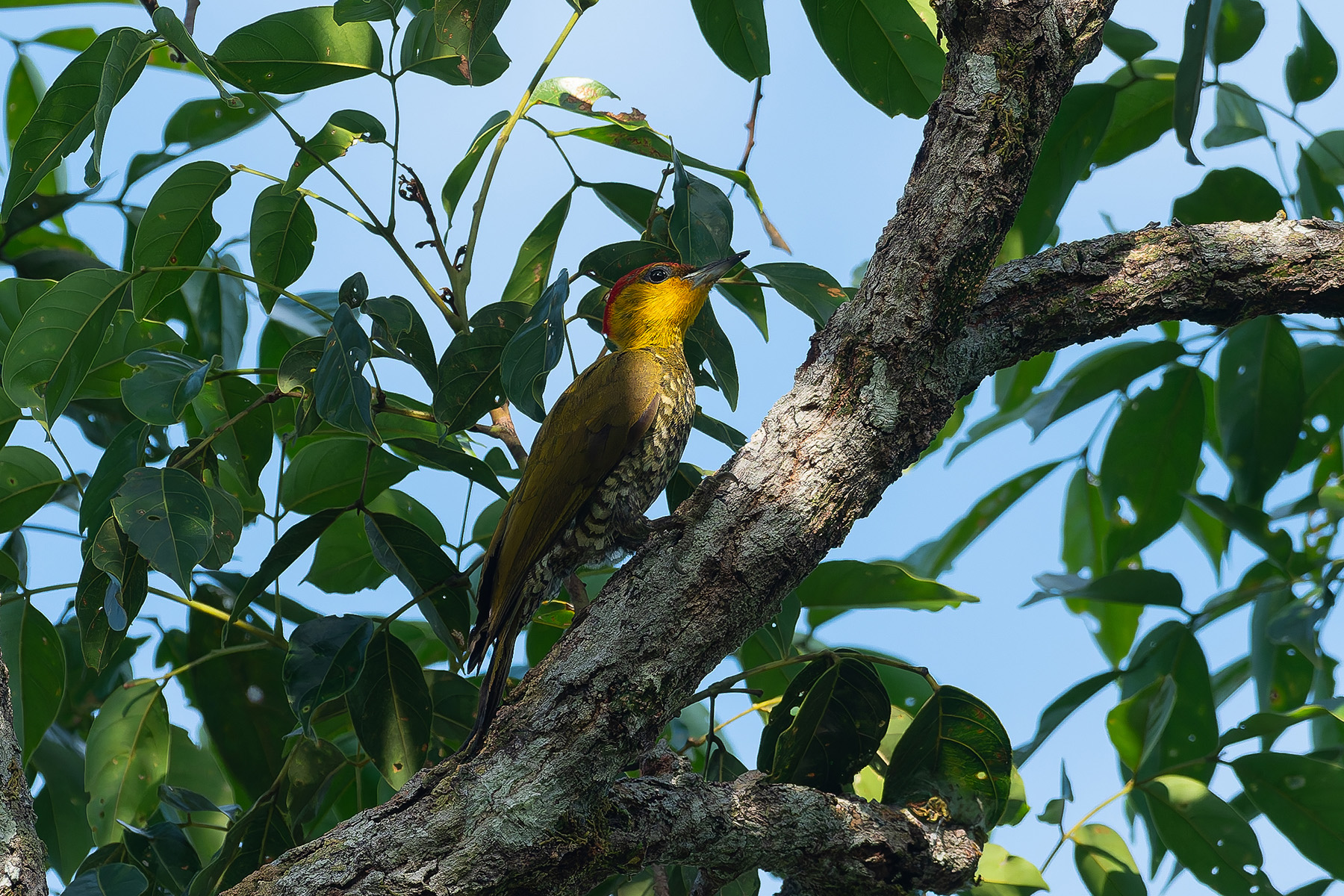 Yellow-throated Woodpecker (image by Mark Van Beirs)